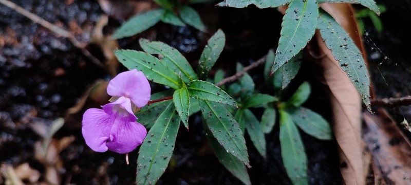Impatiens tangachee photo 8