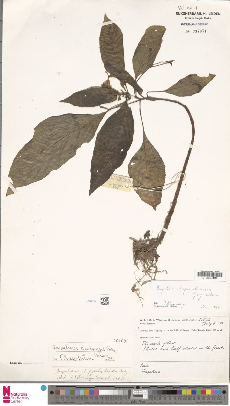 Impatiens tapanuliensis