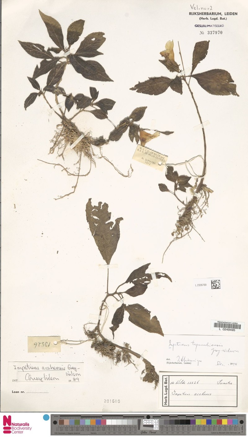 Impatiens tapanuliensis photo 2