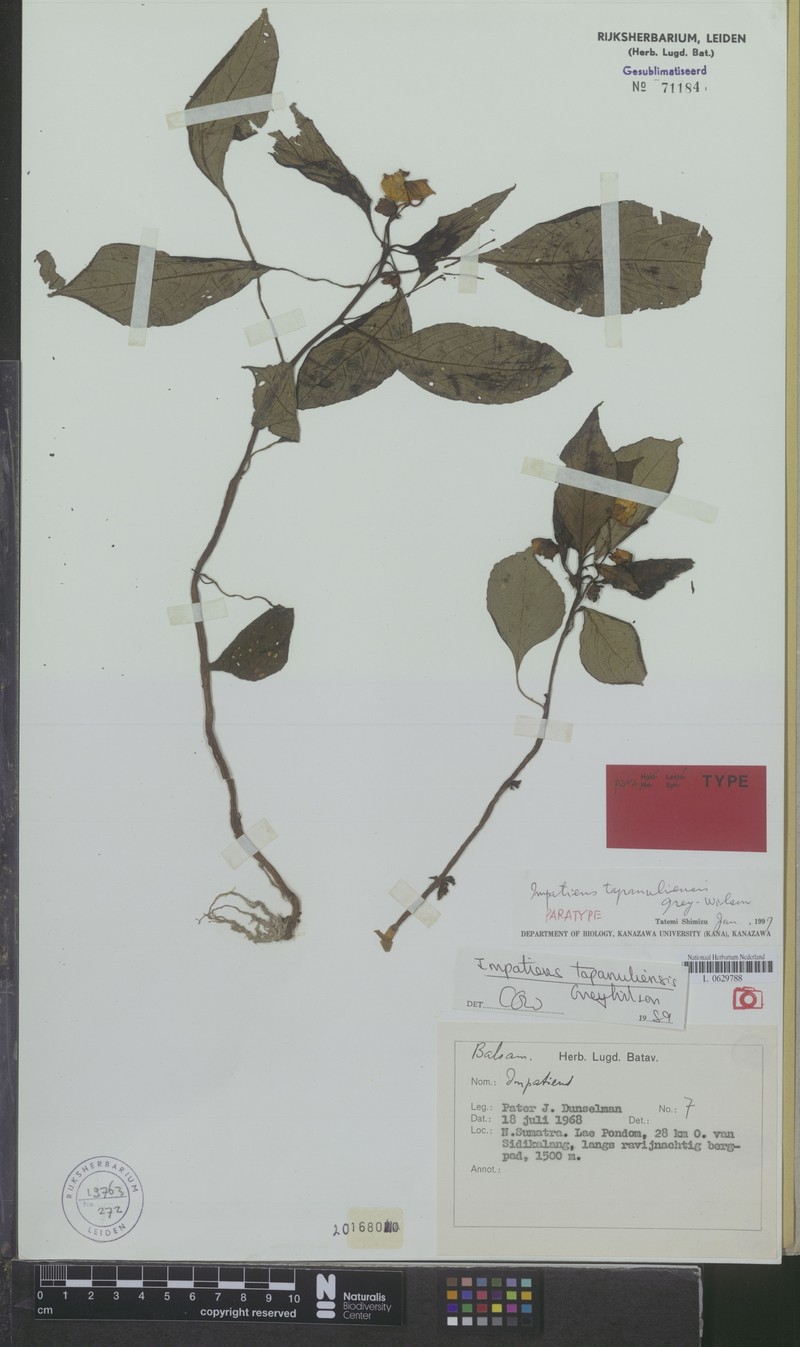Impatiens tapanuliensis photo 3