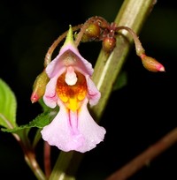 Impatiens taprobanica