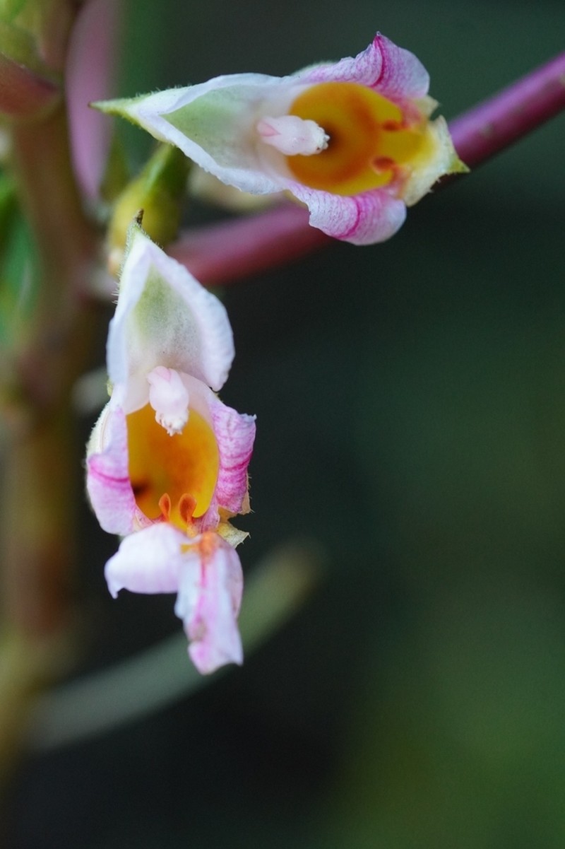 Impatiens taprobanica photo 2