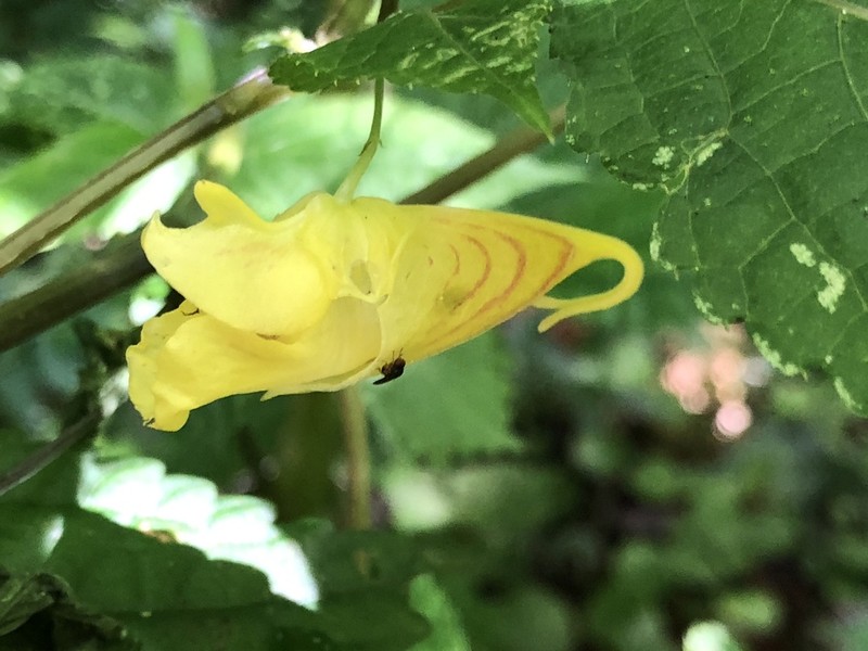 Impatiens tayemonii