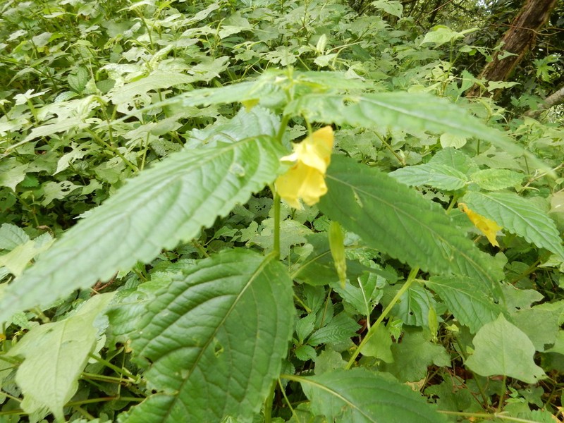 Impatiens tayemonii photo 2