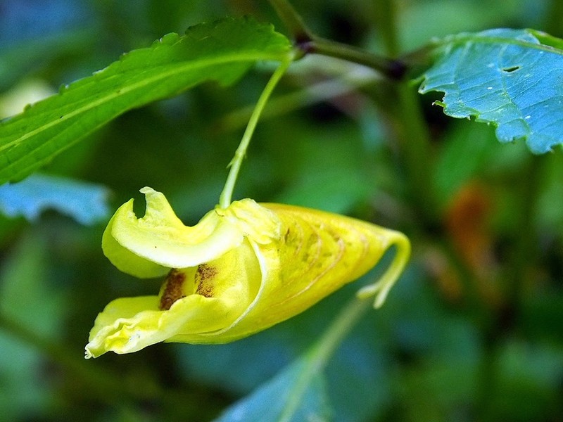 Impatiens tayemonii photo 3
