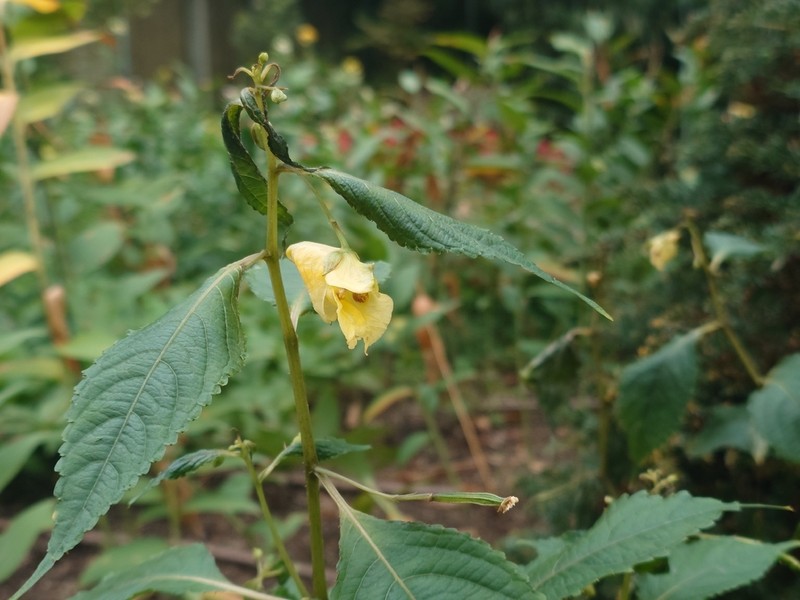 Impatiens tayemonii photo 4