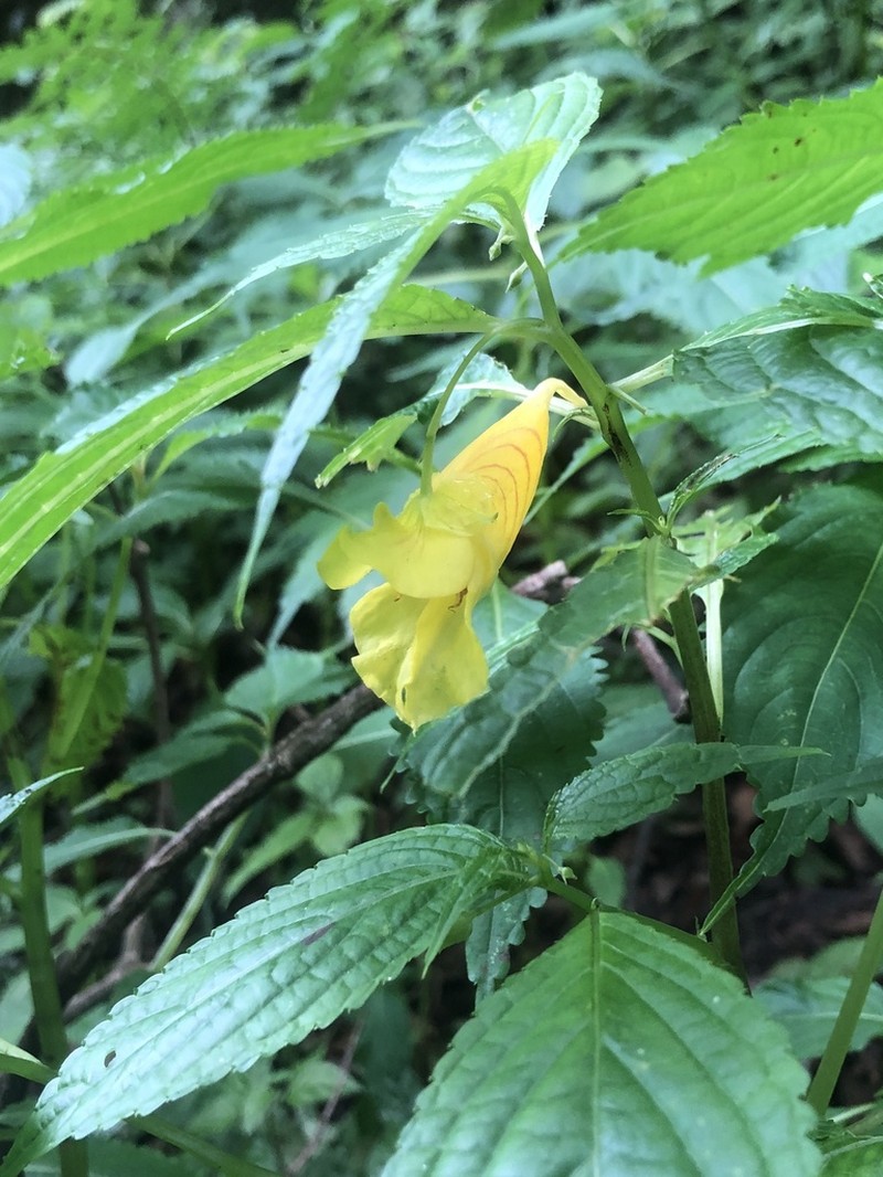 Impatiens tayemonii photo 5