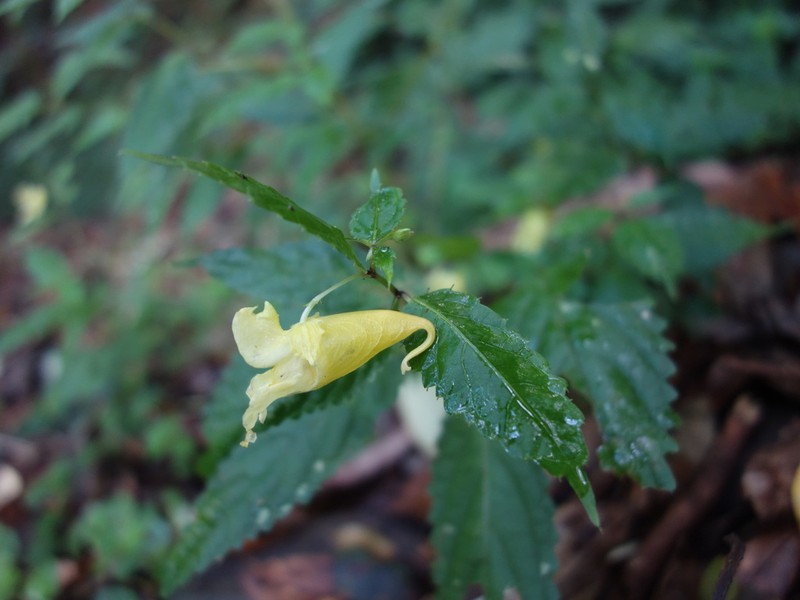 Impatiens tayemonii photo 6