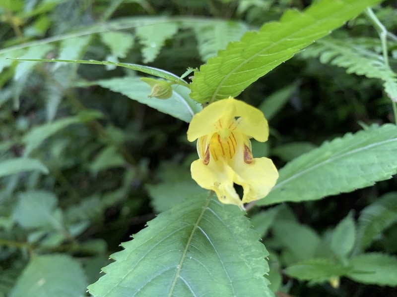 Impatiens tayemonii photo 7