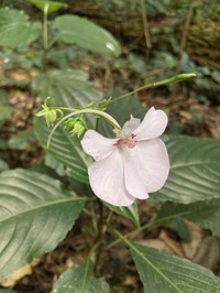 Impatiens teitensis