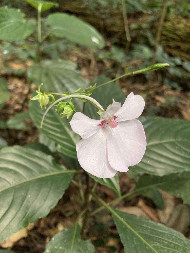 Impatiens teitensis