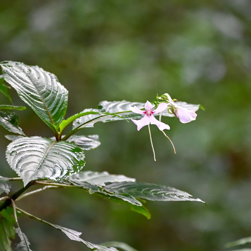 Impatiens teitensis photo 2