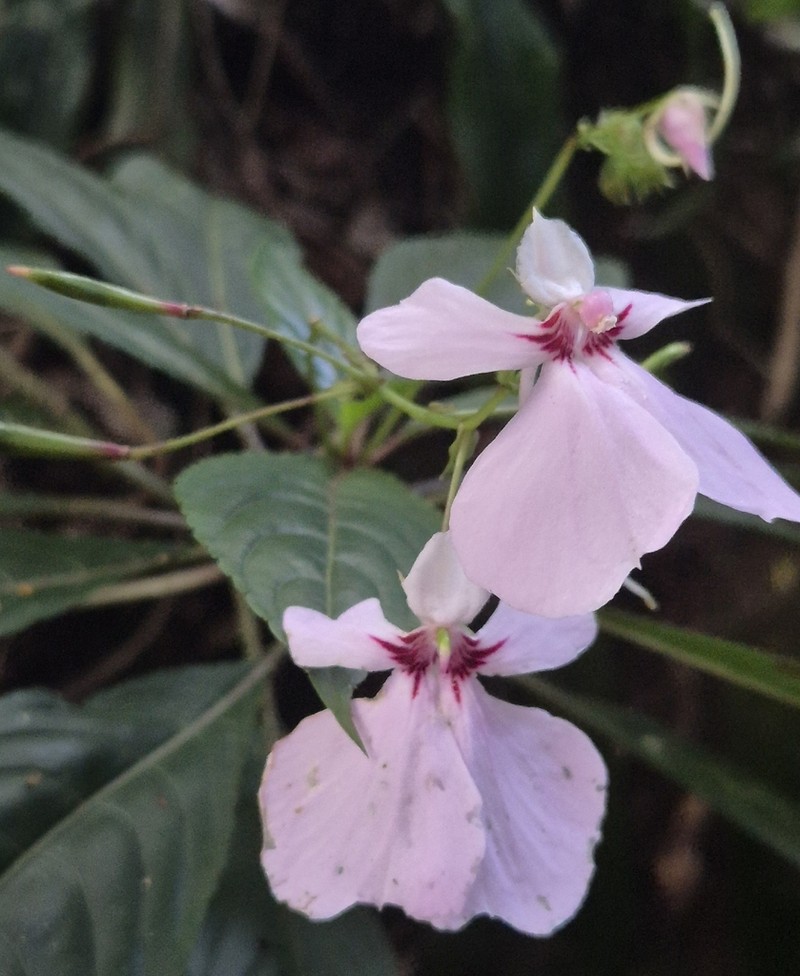 Impatiens teitensis photo 3
