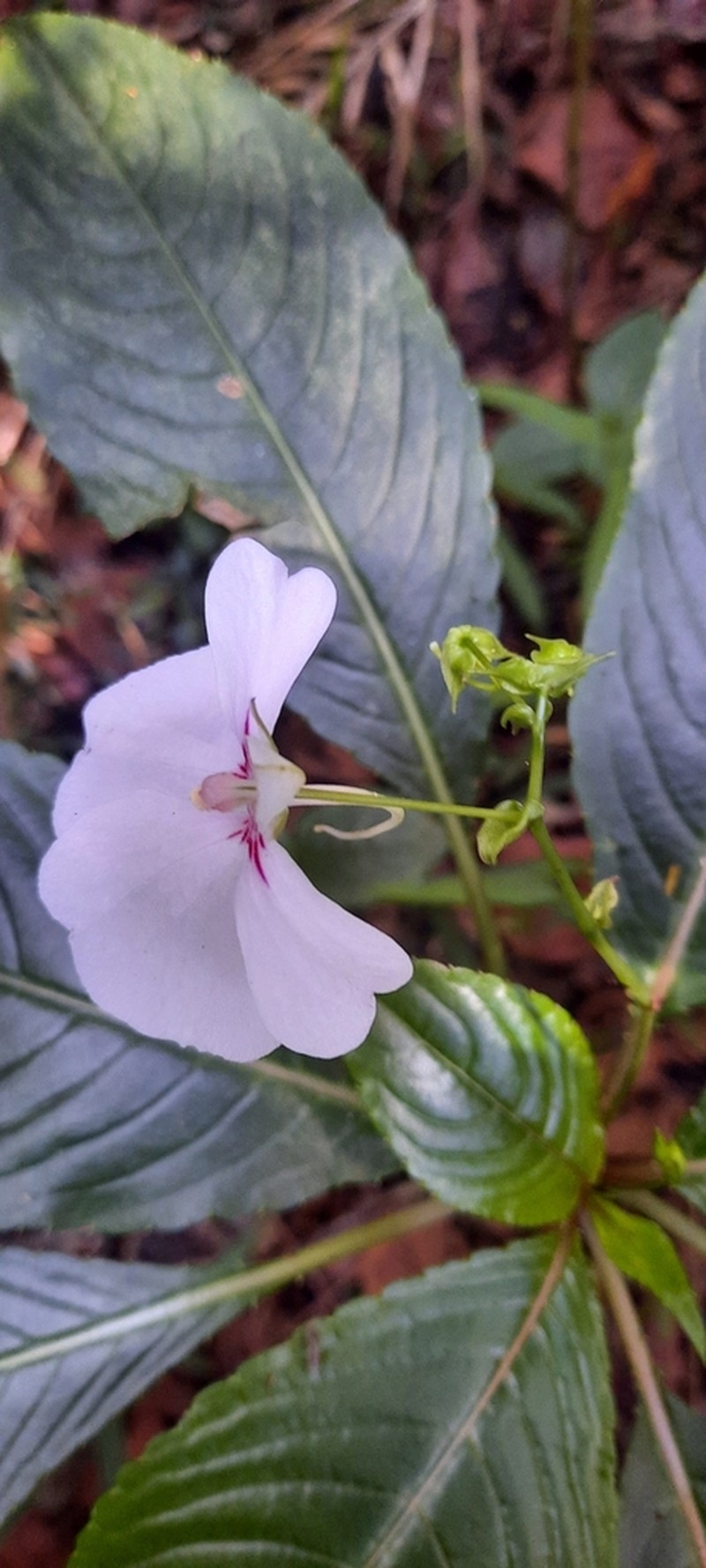 Impatiens teitensis photo 4