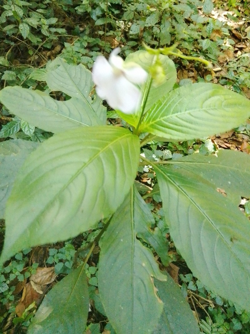 Impatiens teitensis photo 5