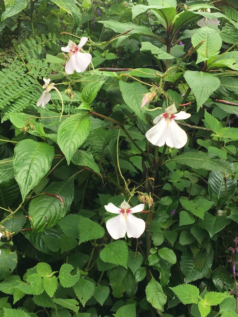 Impatiens teitensis photo 6