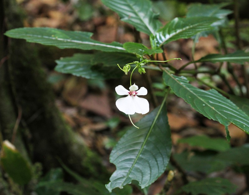 Impatiens teitensis photo 7