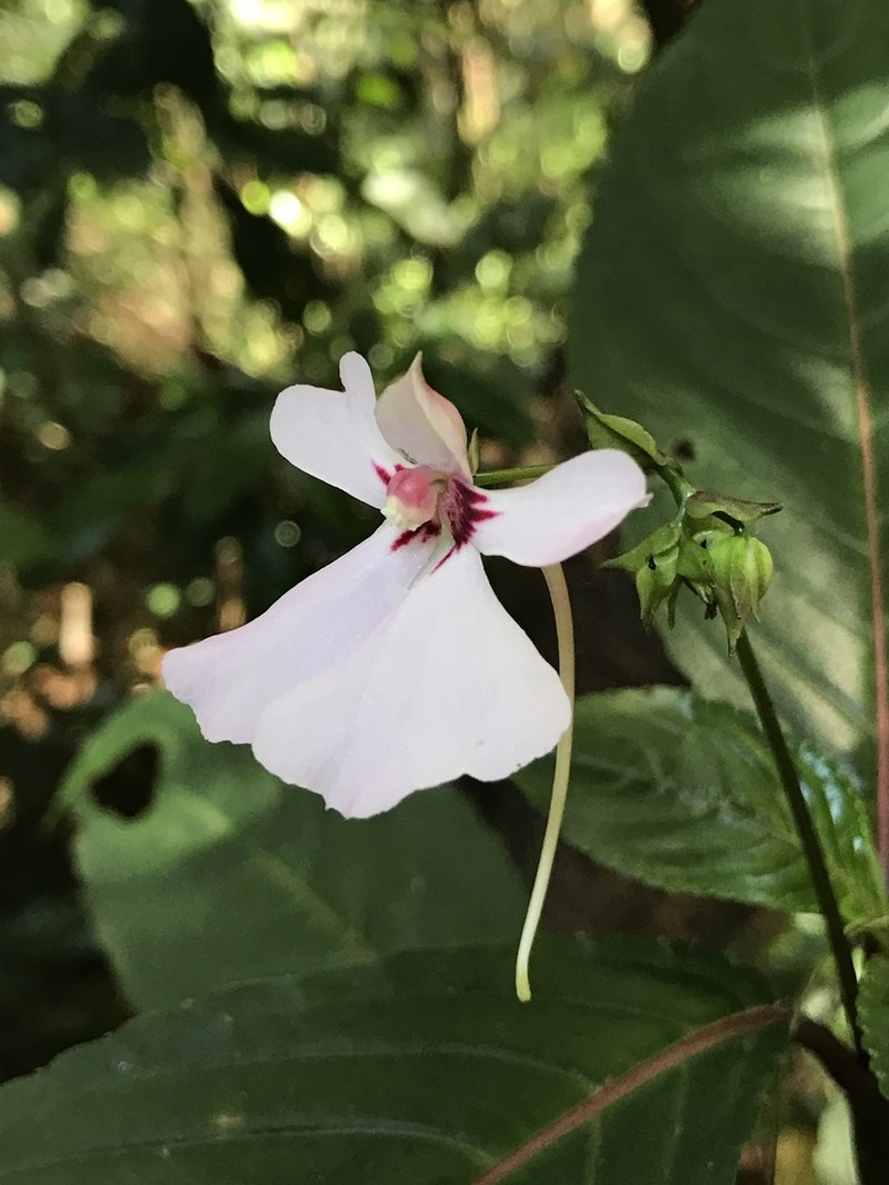 Impatiens teitensis photo 8