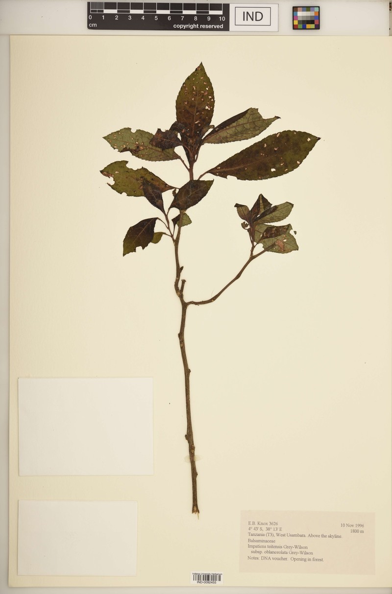 Impatiens teitensis subsp. oblanceolata