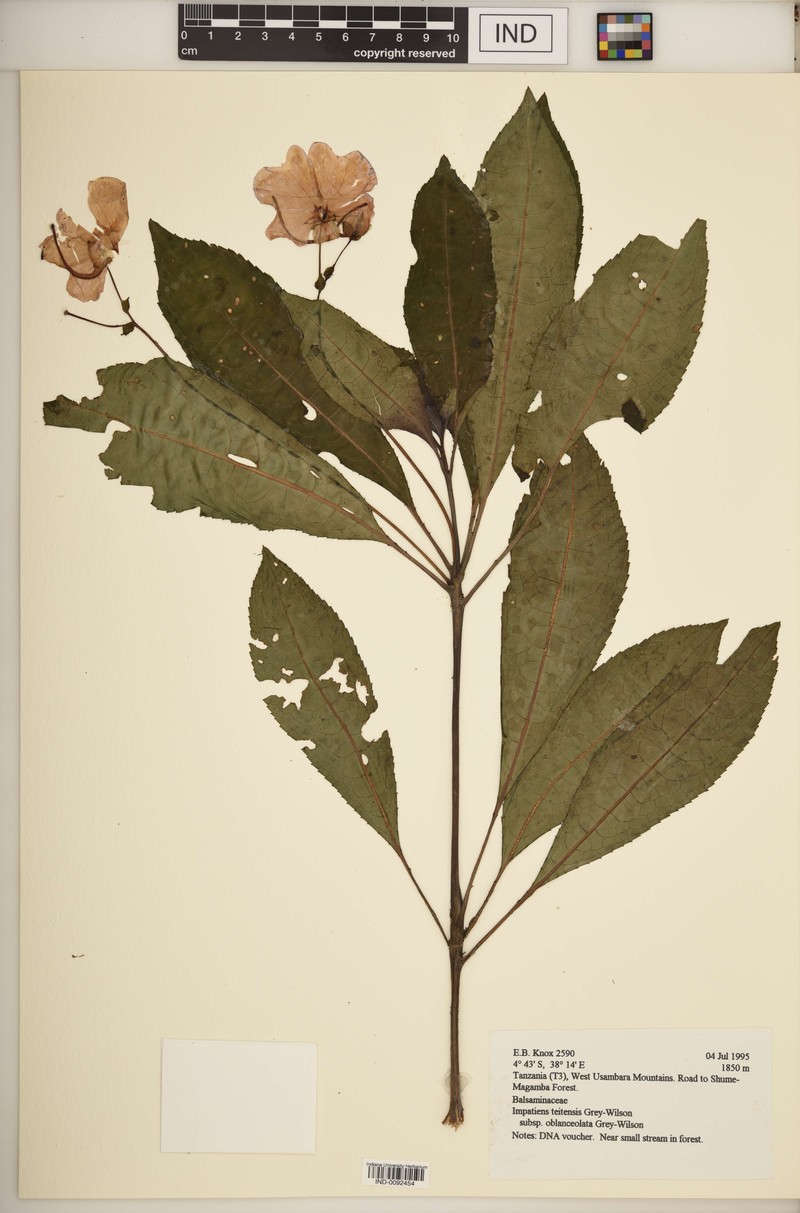 Impatiens teitensis subsp. oblanceolata photo 2