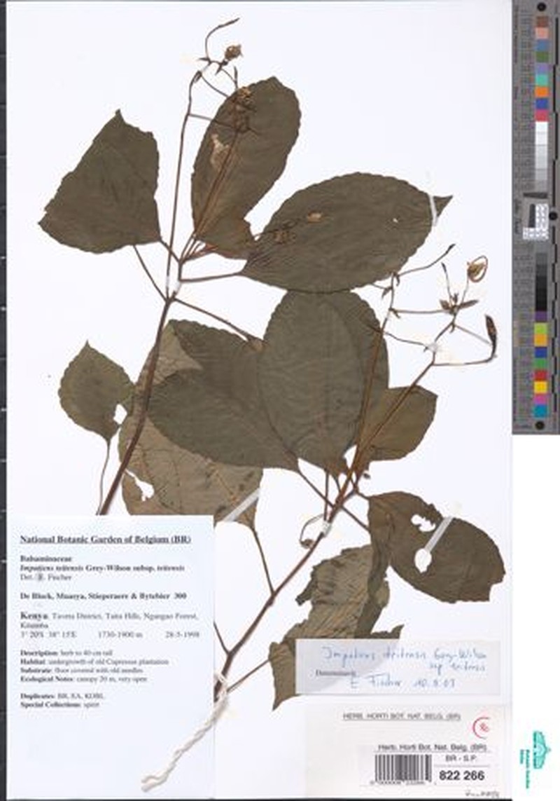 Impatiens teitensis subsp. teitensis photo 2