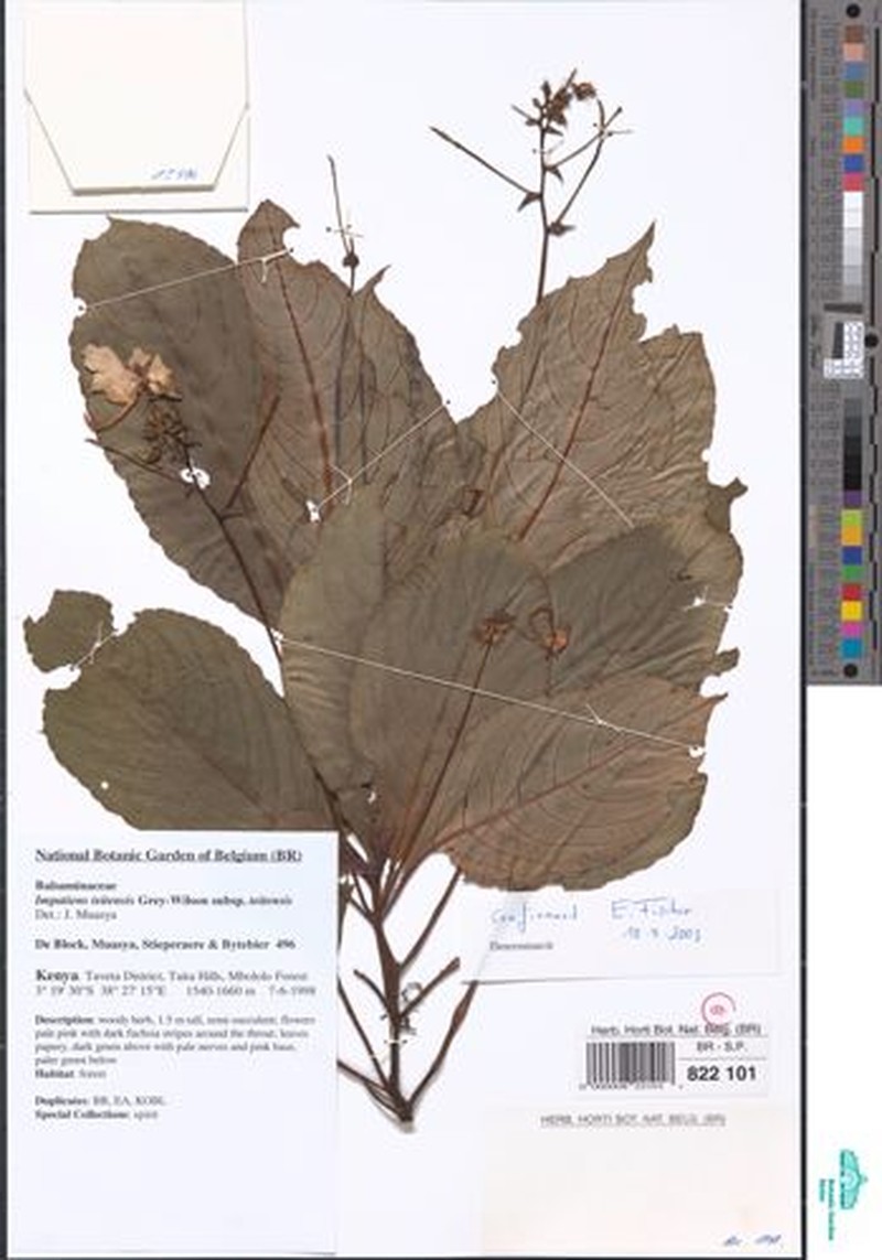 Impatiens teitensis subsp. teitensis photo 3