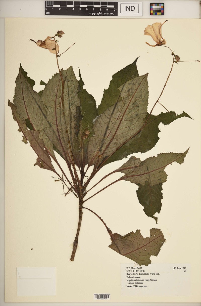 Impatiens teitensis subsp. teitensis photo 4