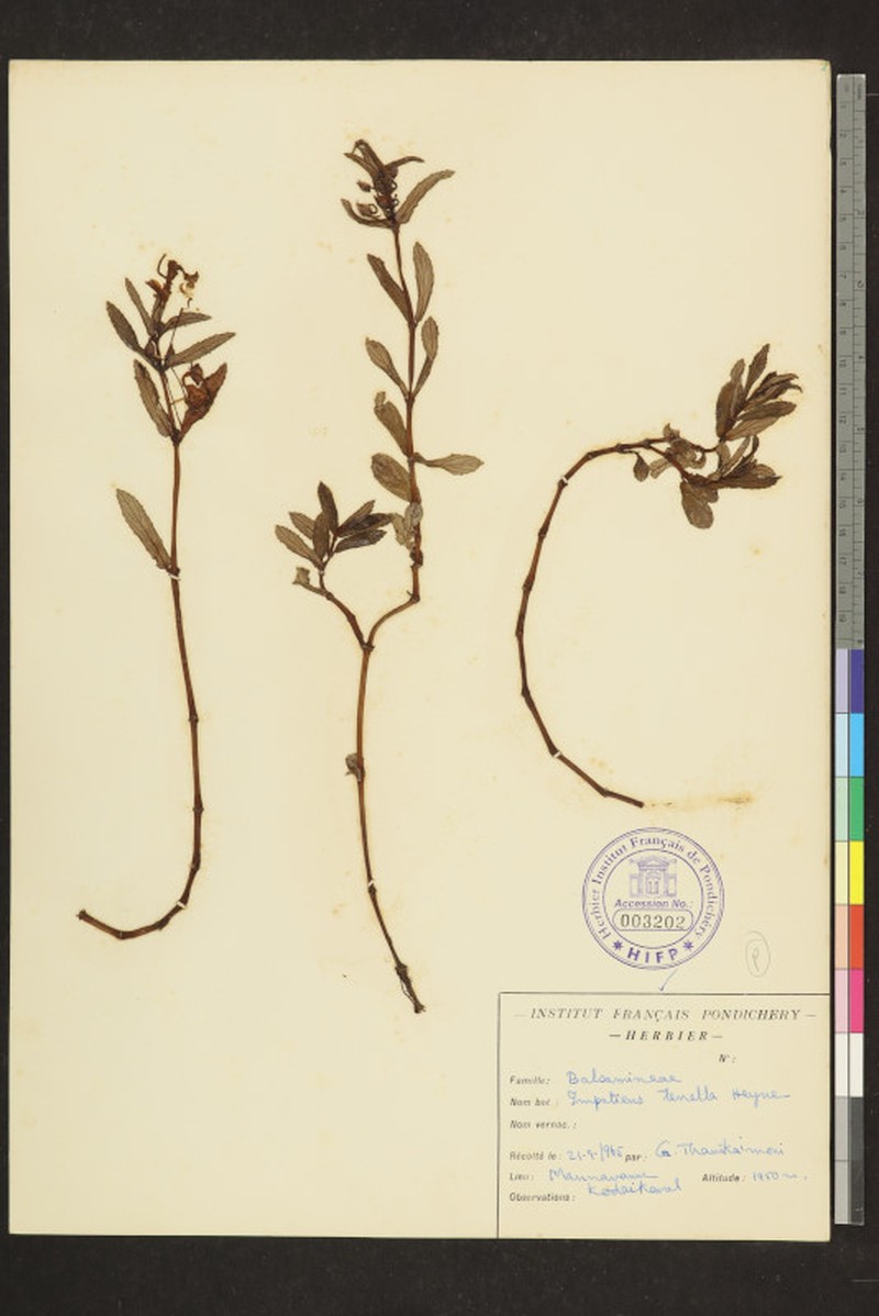 Impatiens tenella