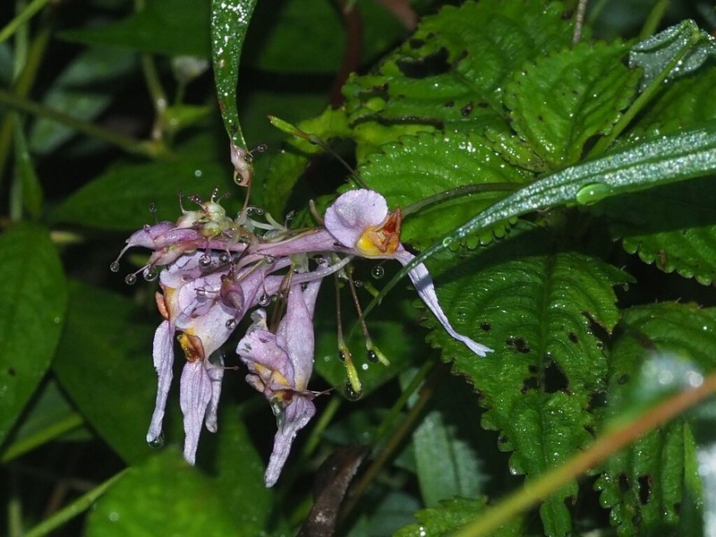 Impatiens tenuibracteata