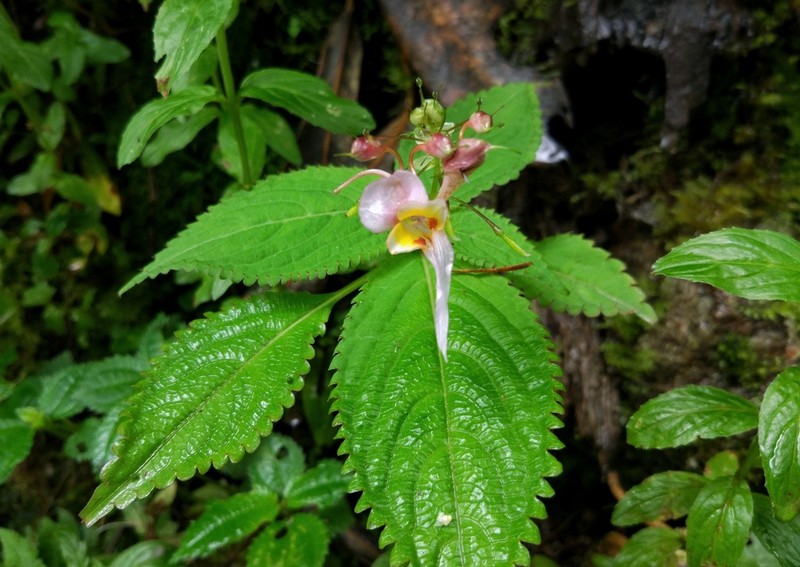 Impatiens tenuibracteata photo 2