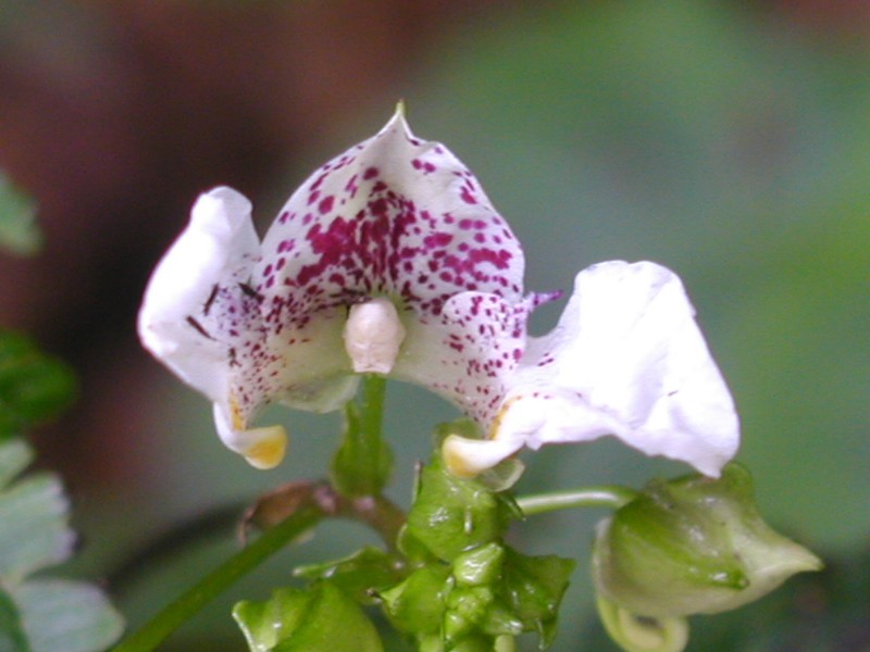 Impatiens textorii