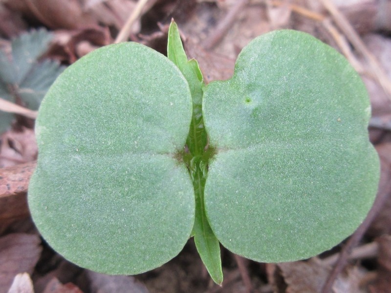 Impatiens textorii photo 2