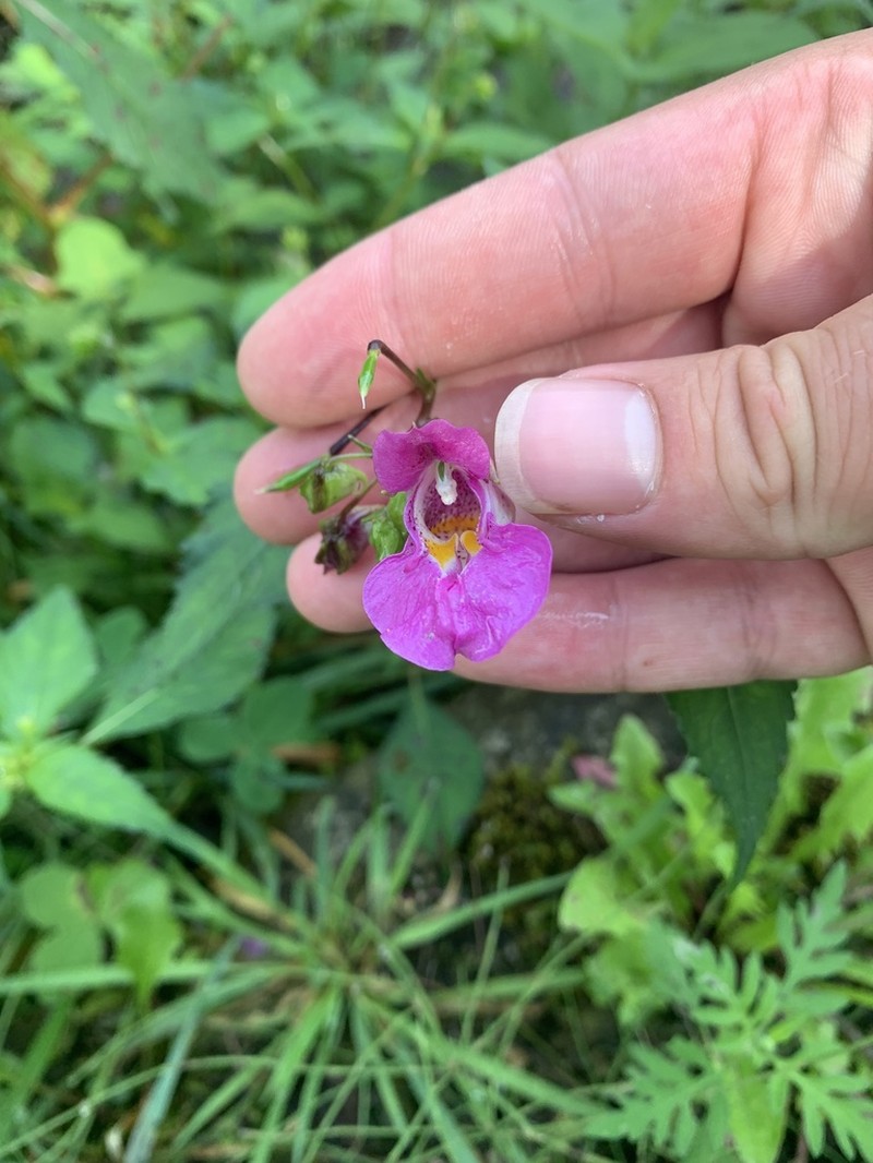 Impatiens textorii photo 3