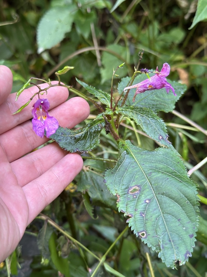 Impatiens textorii photo 4