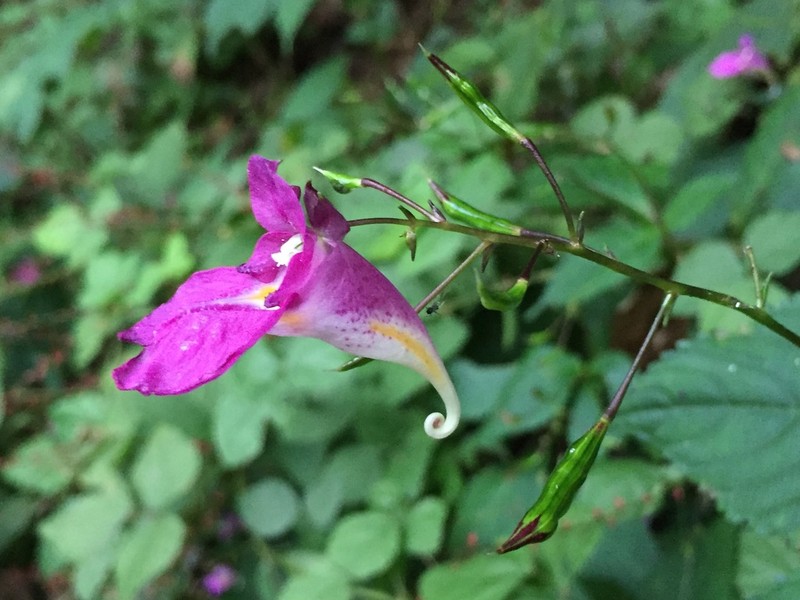 Impatiens textorii photo 5