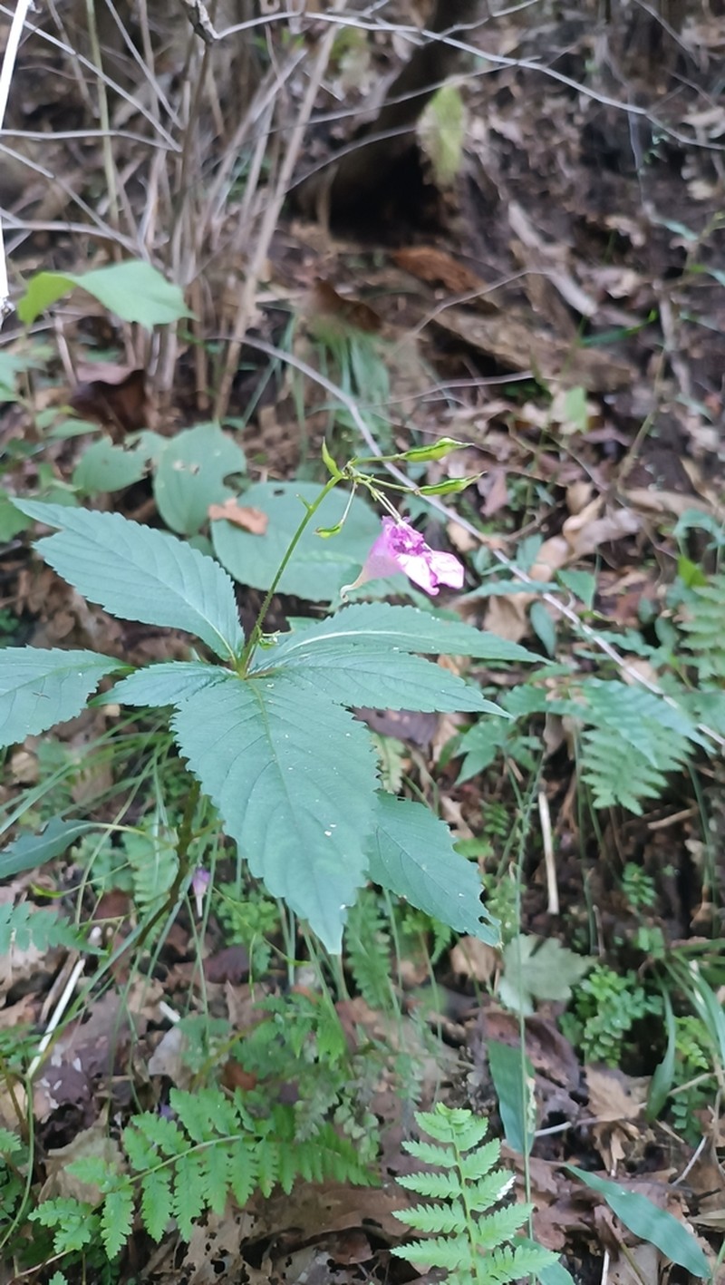 Impatiens textorii photo 6
