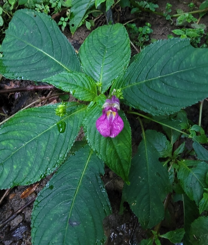 Impatiens textorii photo 7