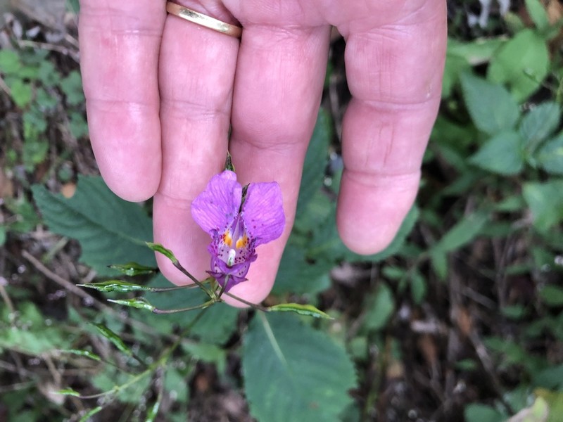 Impatiens textorii photo 8