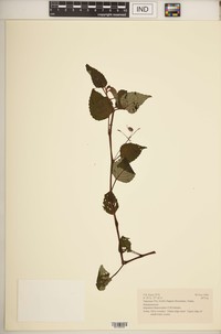 Impatiens thamnoidea