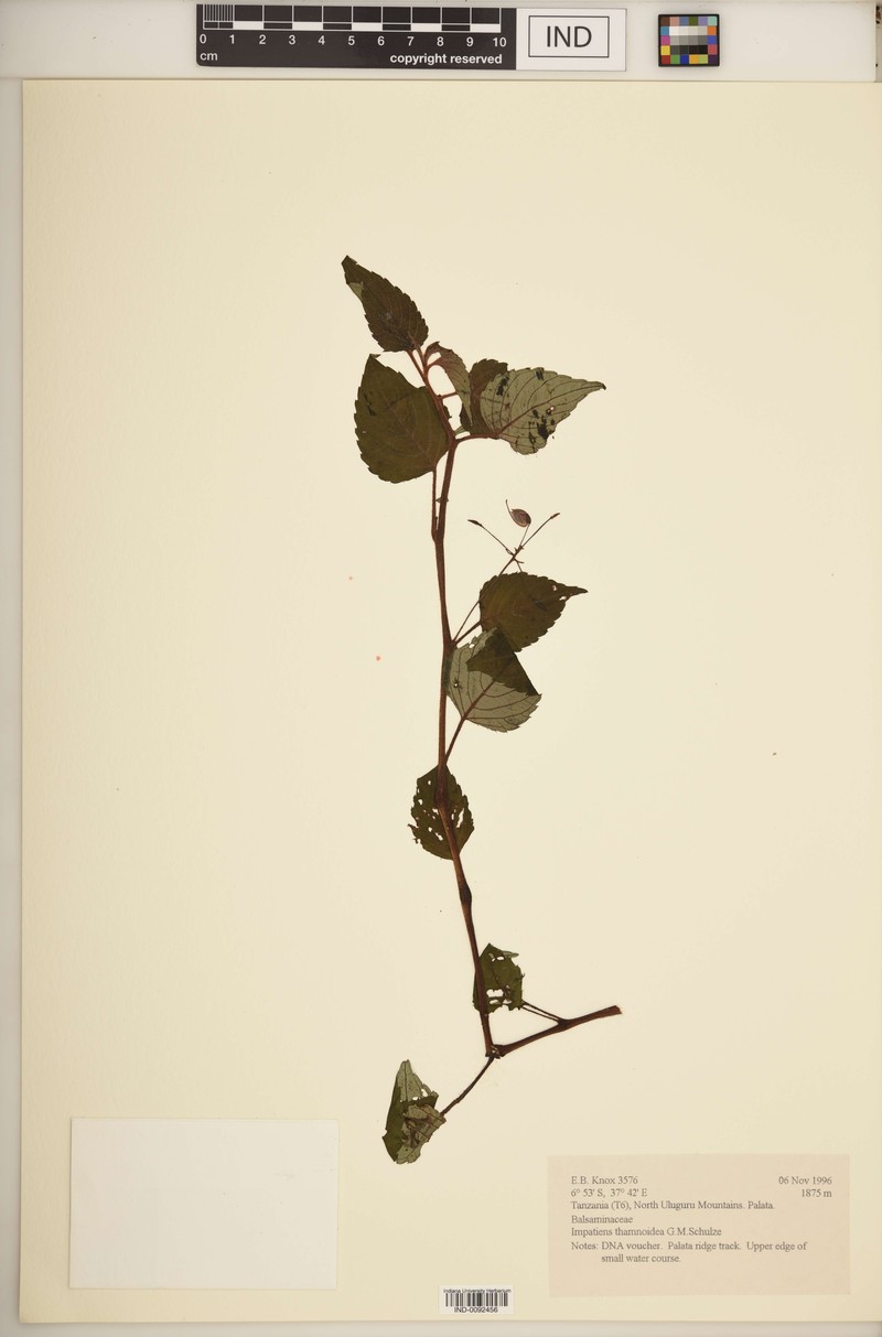 Impatiens thamnoidea