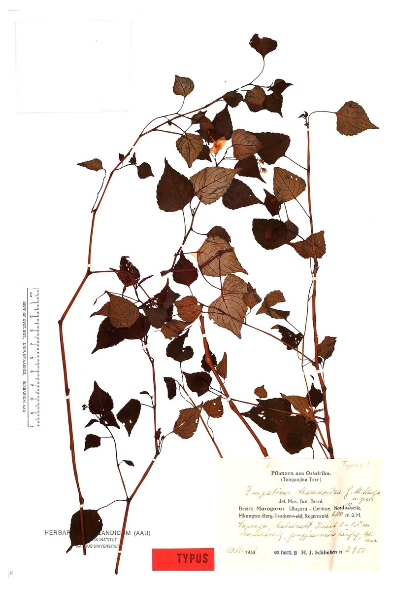 Impatiens thamnoidea photo 2