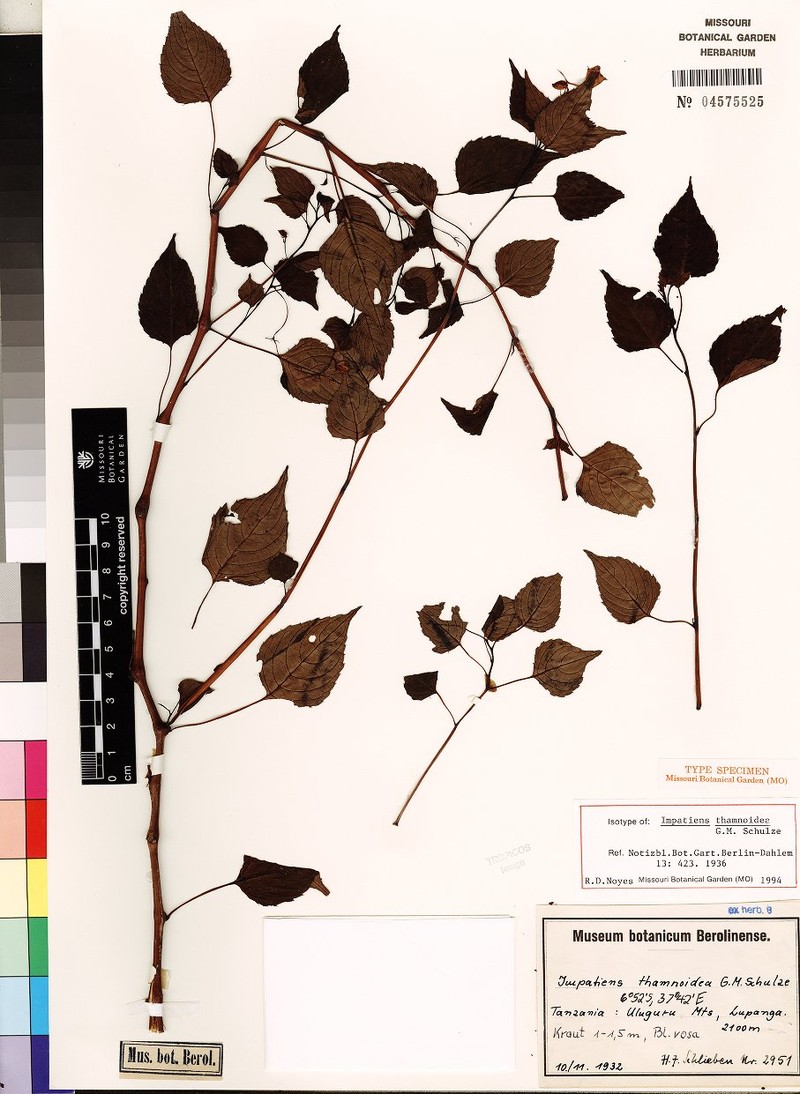 Impatiens thamnoidea photo 3