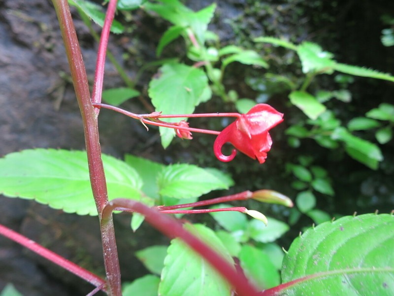 Impatiens thomensis photo 2
