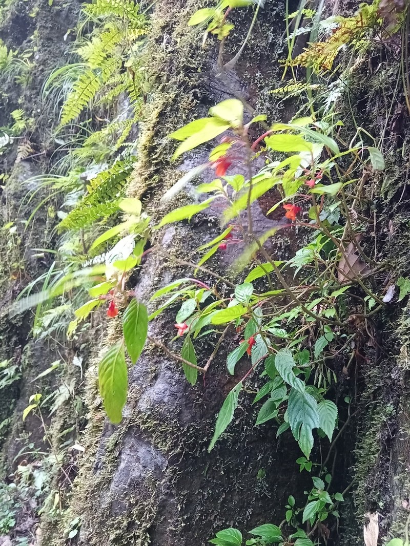 Impatiens thomensis photo 3