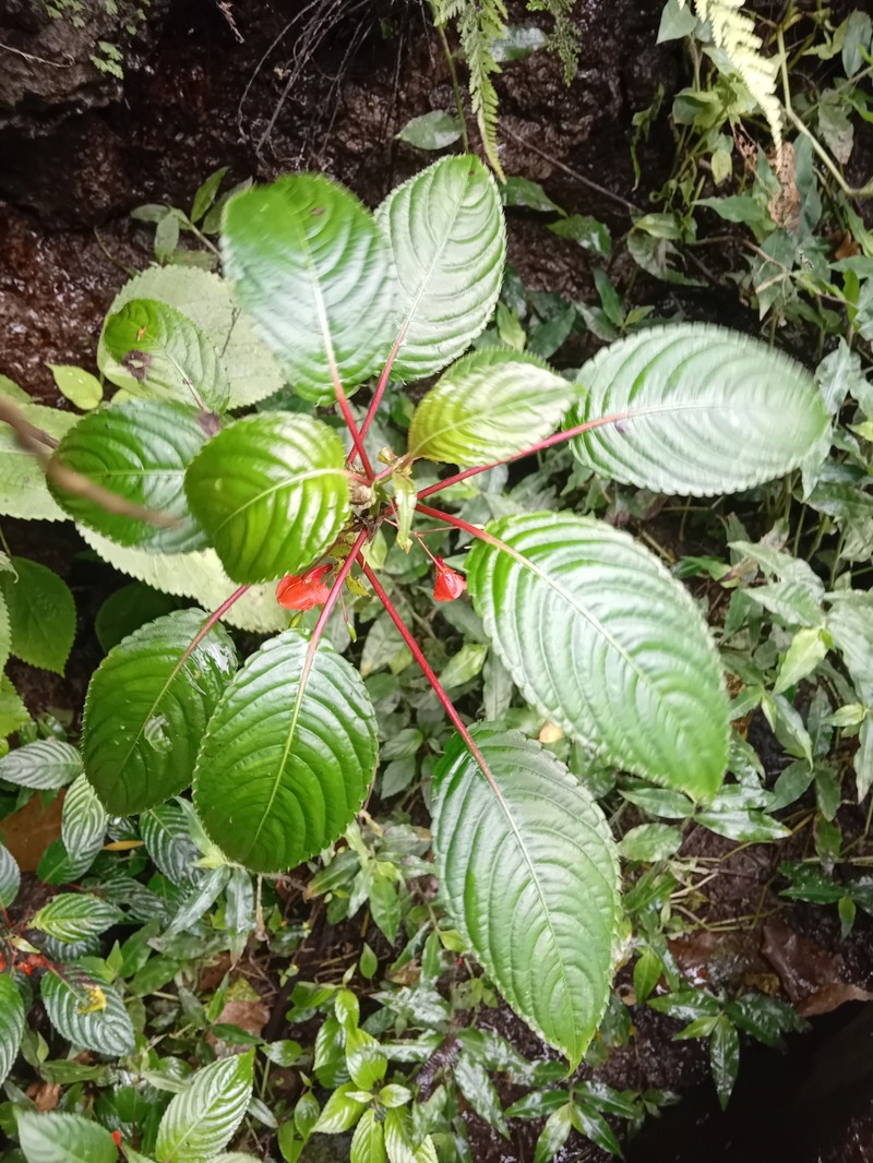 Impatiens thomensis photo 6