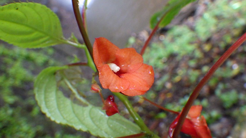 Impatiens thomensis photo 8