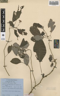 Impatiens thomensis