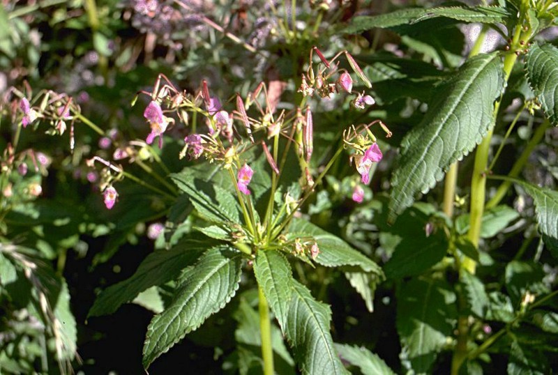 Impatiens thomsonii