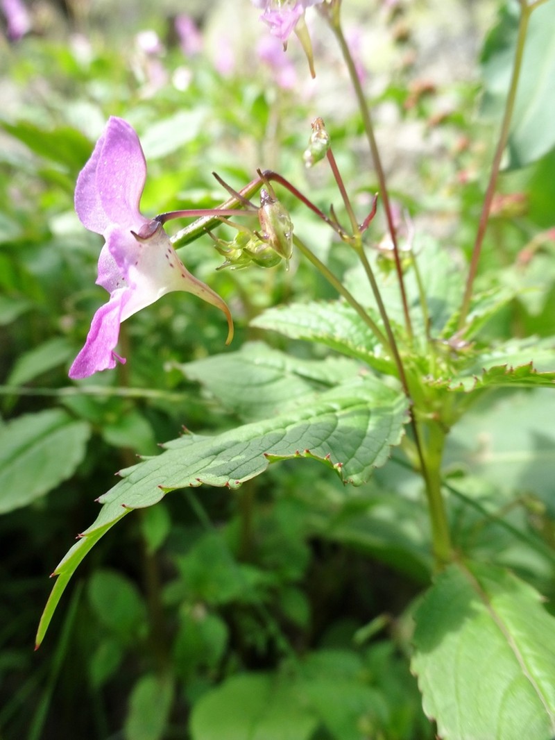 Impatiens thomsonii photo 2