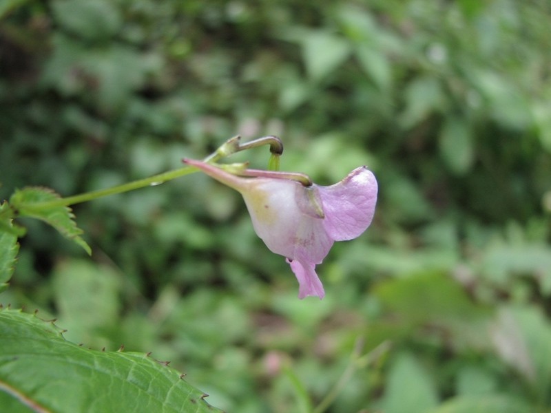 Impatiens thomsonii photo 3